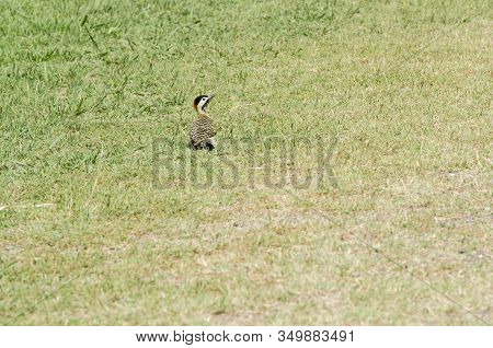 Green-barred Woodpecker, Colaptes Melanochloros, Standing In The Grass, In The Costanera Sur Ecologi