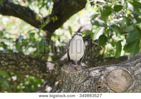 Frontal View Of A Chalk-browed Mockingbird, Mimus Saturninus, Standing On A Tree Trunk, In The Costa