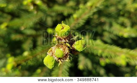 Fresh Sprouts Of Spruce Tree. Closeup Of Conifer Needles Texture. Green Fir Branches In Bright Sunli