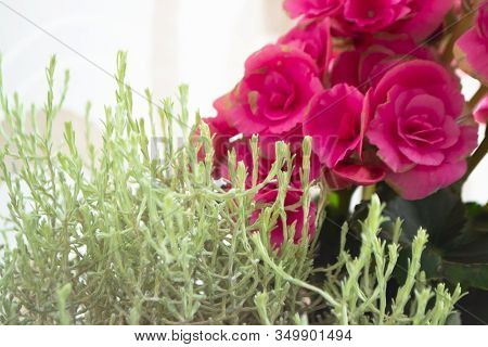 Nordic Style Decorative Plants. Calocephalus Brownii With Pink Begonia. Silver Bush.