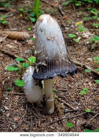 Shaggy Mane On The Forest Floor Of A Coniferous Forest