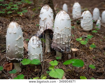 Shaggy Mane On The Forest Floor Of A Coniferous Forest