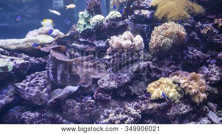 Beautiful Multi-colored Grown Corals Underwater With Fishes