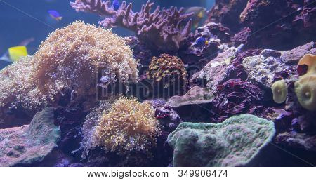 Beautiful Multi-colored Grown Corals Underwater, Flora Of Sea And Ocean
