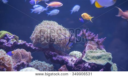 Beautiful Multi-colored Grown Corals Underwater With Colorful Small Fishes