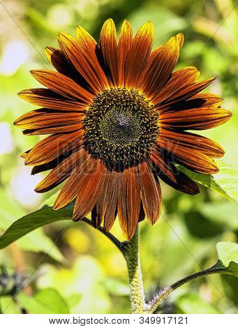 Helianthus Annuus Known As Sunflower Earthwalker In British Park