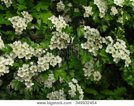 Crataegus Monogyna. Detail Of Hawthorn Bush, Ohter Common Names Oneseed Hawthorn, Or Single-seeded H