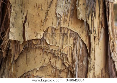 Tree Bark Texture Close Up. Layered Texture Of Paperbark Eucalyptus Tree, Melaleuca Quinquenervia Ba