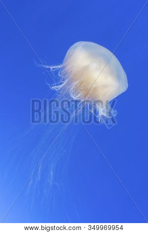 Jellyfish (chrysaora Fuscescens) With Blue Sea Background