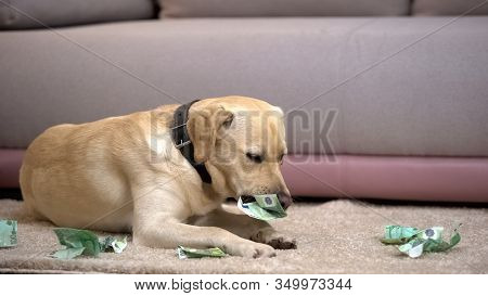 Disobedient Labrador Dog Chewing Euro Banknotes, Lying On Floor, Pet Misbehavior