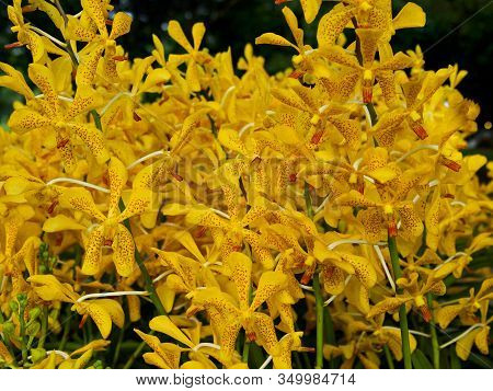 Close Up Of Yellow Mokara Orchid With Green Leaves In The Botanical Garden
