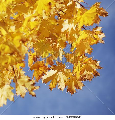 ein Ahornbaum im Herbst geschossen gegen blauen Himmel. kurze Schärfentiefe.