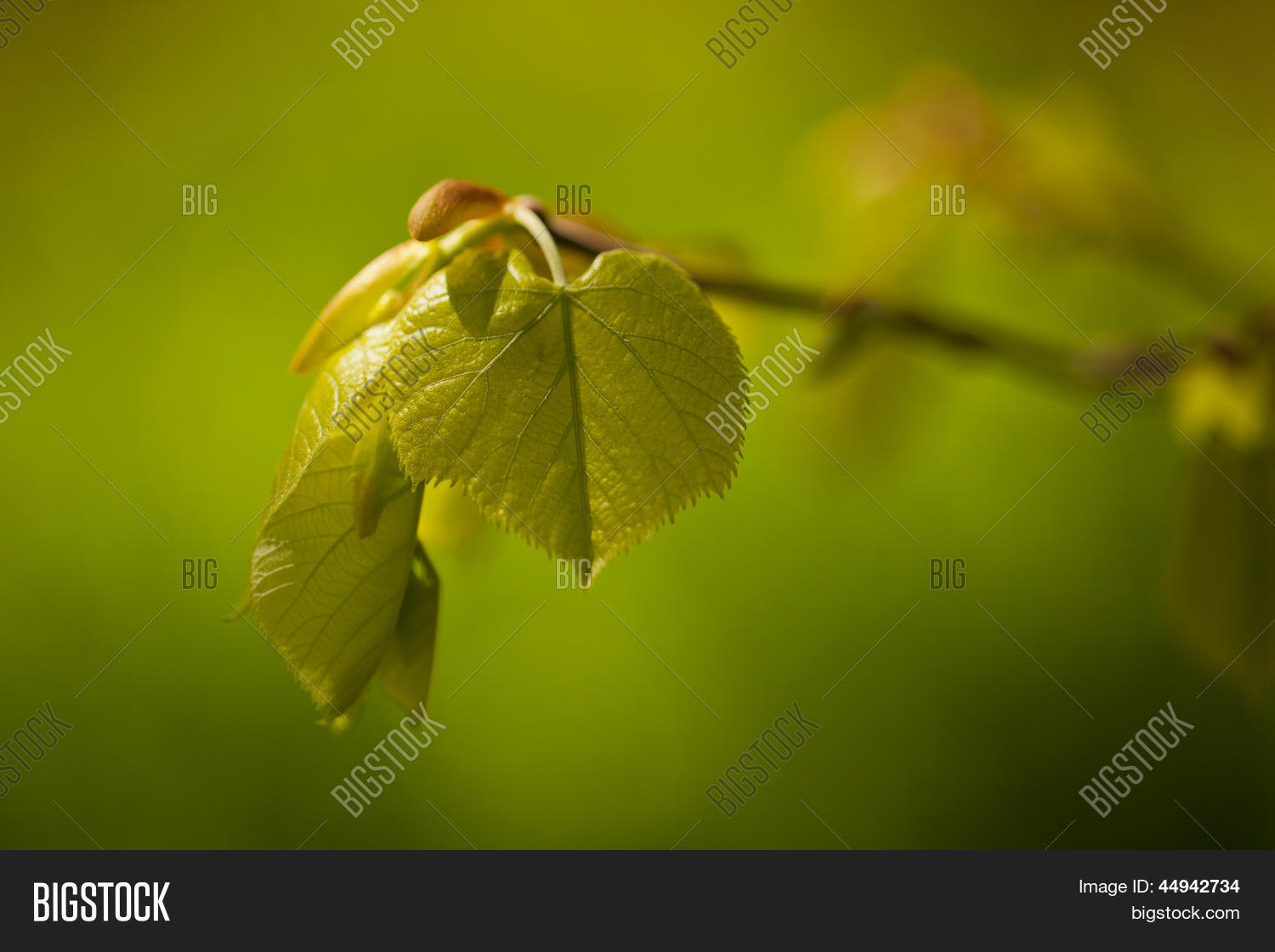 Image Preview