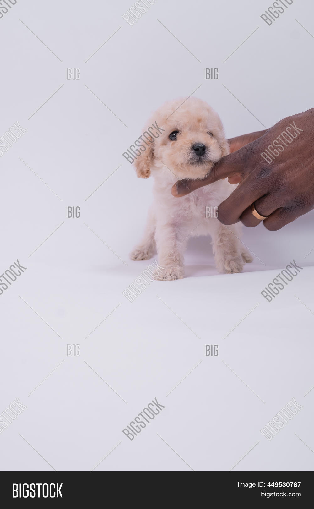 toy-poodle-dog-cute-image-photo-free-trial-bigstock