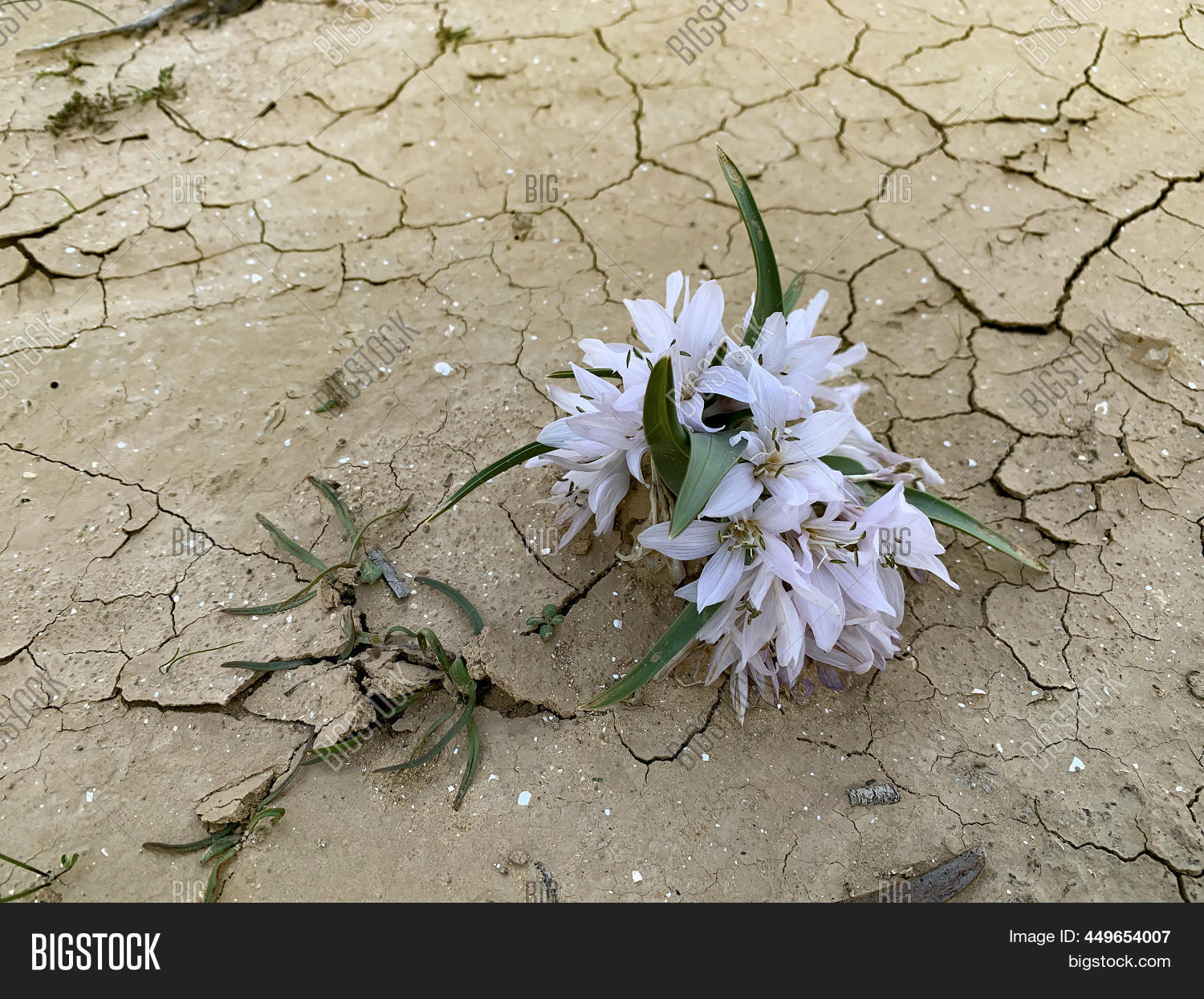 Flowering Colchicium ( Image & Photo (Free Trial) | Bigstock