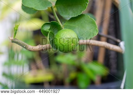Green Limes On A Tree. Lime Green Tree Hanging From The Branch. Lime Ready For Harvest Fresh On Tree