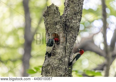 The Red-headed Woodpecker (melanerpes Erythrocephalus)  Nesting Couple Near The Cavity With Juvenile
