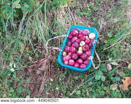 Harvest Ripe Apples In A Box On The Grass.