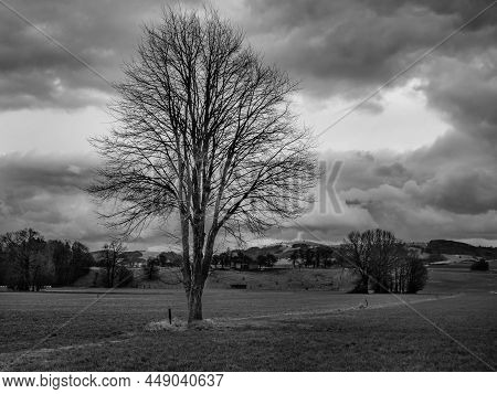 Mostviertel Winter Landscape With Bare Tree And Meadow In Lower Austria