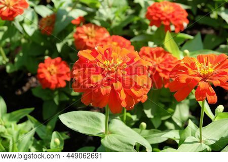 Group Of Orange Zinnia Or Chrysogonum Peruvianum Flowers In A Garden For Home And Building Decoratio