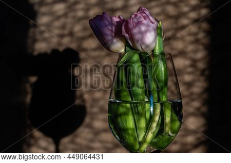 Bouquet Of Pink Tulips In Glass On The Background Of The Wall With Shadows
