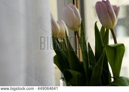 Bouquet Of Pink Tulips In Vase On Windowsill