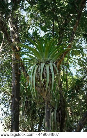 Photo Taken In The Jungle Of The Dominican Republic. The Epiphyte Restorations Grow On Another Large