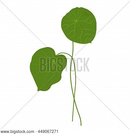 Gotu Kola Vector Stock Illustration. Centella Asiatica Is A Medicinal Plant. Herbs Help To Heal Infl
