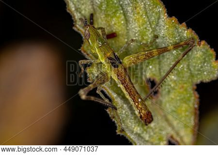Green Monkey Grasshopper Of The Species Temnomastax Hamus