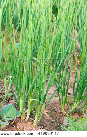 Growing Spring Onions Or Green Onions Or Scallions Or Green Shallot (alliumcepa). They Are Long, Sle