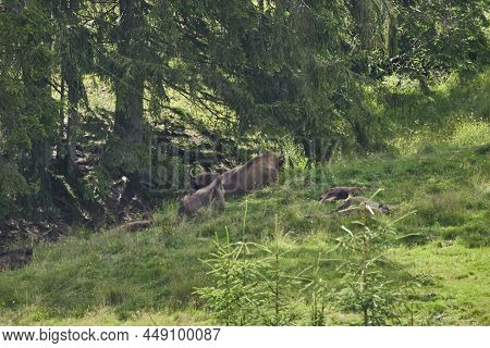 European Bison, Wisent, Bos Bonasus, Grazing On Meadow In The Shaddows Of A Nearby Forest Along The 