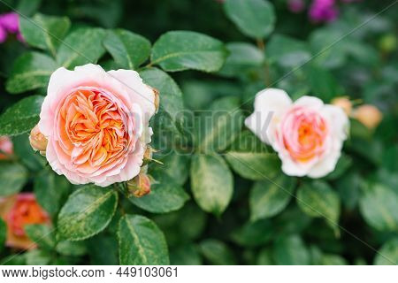 Beautiful Delicate Orange Flowers Of The Chippendale Rose In The Summer Garden