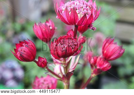 Delicate Closeup View Of Pink Masterwort Flower Heads