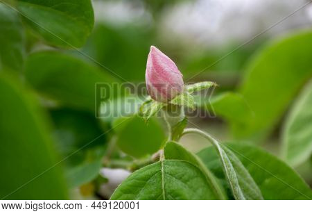 Quince Or Cydonia Oblonga Pale Pink Flower Bud