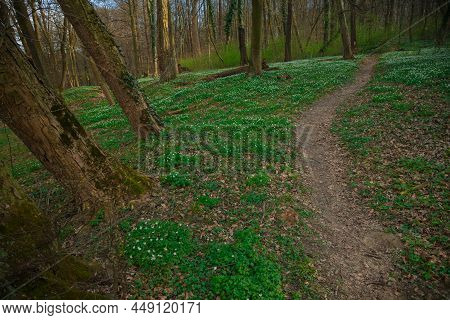 Rustic Foot Path In Park Land Natural Outskirts Environment Space With Green Meadow With Small White
