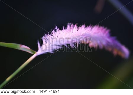The Sun Shines Through The Foxtail Grass, Creating A Strong Contrast Of Light And Shade Against The 