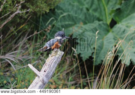 Kingfisher On The Rio Chepu, Chiloe, Chile. High Quality Photo