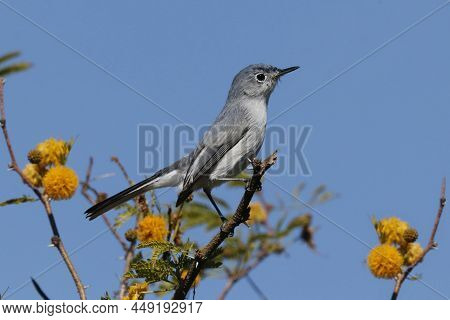 A Blue-gray Gnatcatcher (polioptila Caerulea) Perched On A Branch With Flowers & A Blue Sky