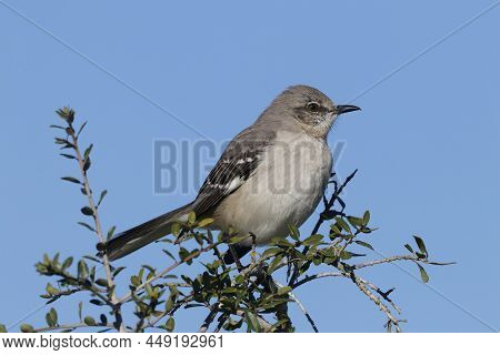 A Northern Mockingbird (mimus Polyglottos) Sits High On A Branch In Florida