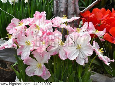 Full Blown Pink Vision Or Silver Parrot Tulips Close Up