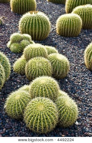 Cactuses