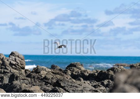 White-faced Heron Flies Wings Outstretched And Legs Trailing Over Rugged Rocky Coastline And View To