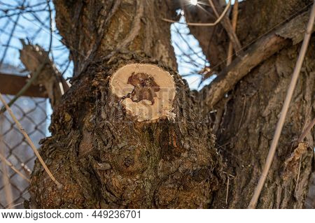 Close-up Of A Crosscut Of A Branch With A Drop Of Tree Sap. Spring Sap In Trees And Plants.