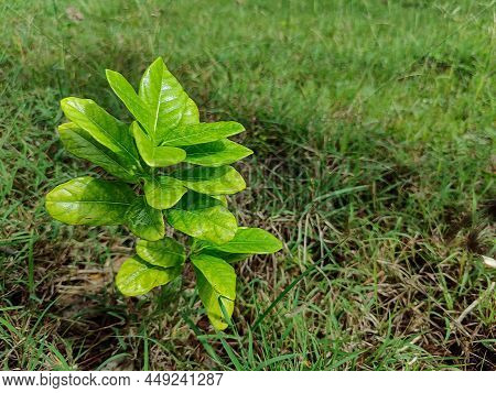Stock Photo Of Small Guava Fruit Plant Blooming In The Agricultural Land In The Rural Area. Picture 
