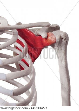 3d rendered medically accurate muscle illustration of the subscapularis
