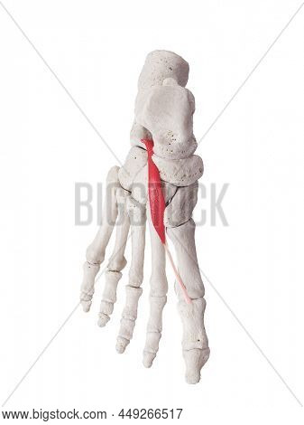 3d rendered medically accurate muscle illustration of the extensor hallucis brevis