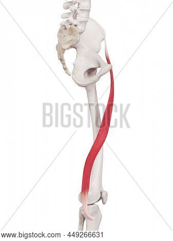 3d rendered medically accurate muscle illustration of the sartorius