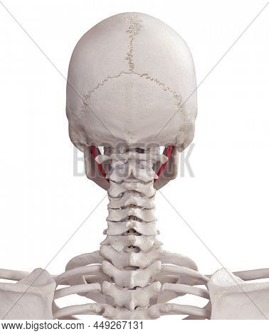 3d rendered medically accurate muscle illustration of the stylohyoid