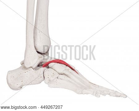 3d rendered medically accurate muscle illustration of the extensor hallucis brevis