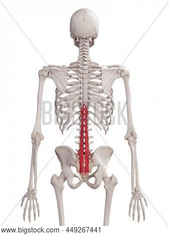 3d rendered medically accurate muscle illustration of the multifidus